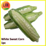 White Sweet Corn 全白玉米 350g-450g